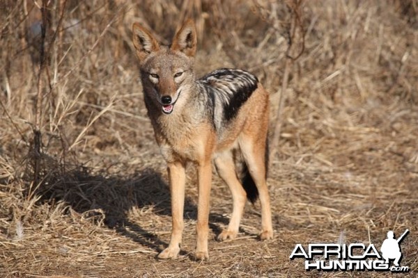 Black-backed Jackal