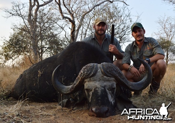 Buffalo bull South-Africa