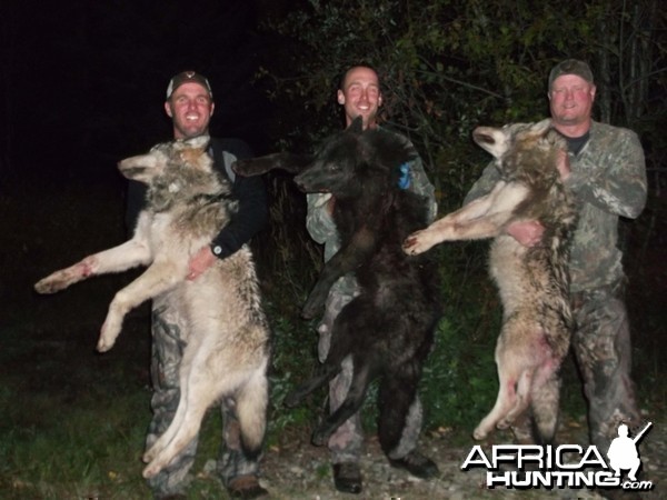 Wolf hunt in British Columbia Canada