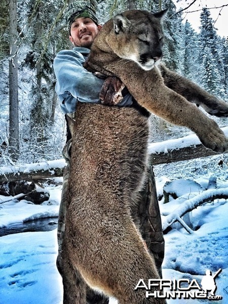 Cougar hunt in British Columbia Canada