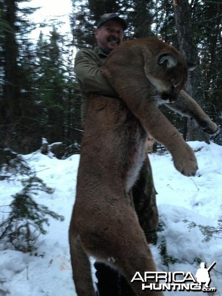 Cougar hunt in British Columbia Canada