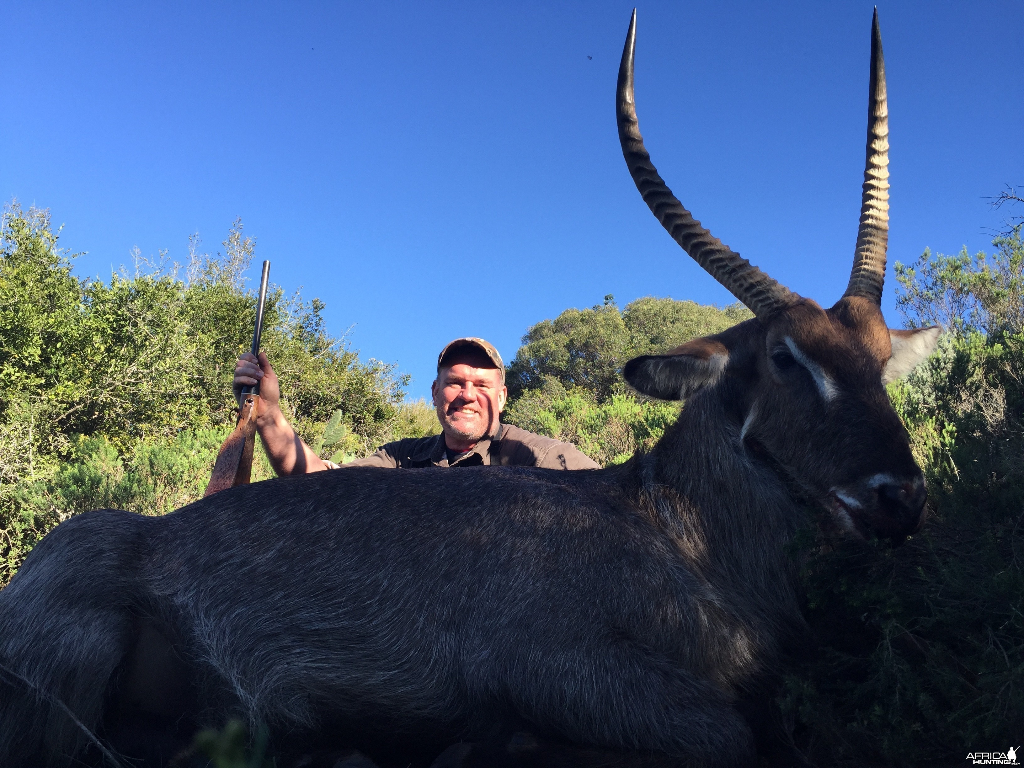 waterbuck