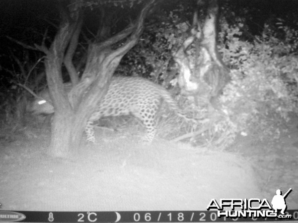 Hunting Leopard Westfalen Hunting Safaris in Namibia