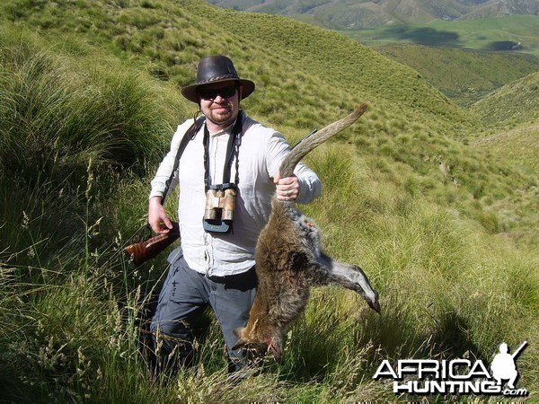 Wallaby hunting in New Zealand