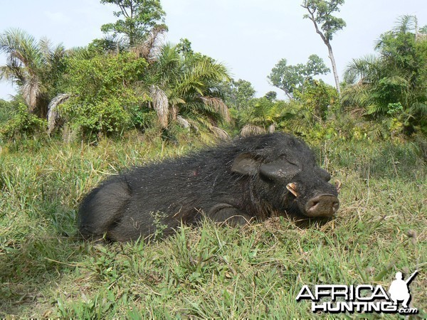 Giant Forest Hog Hunting in C.A.R.