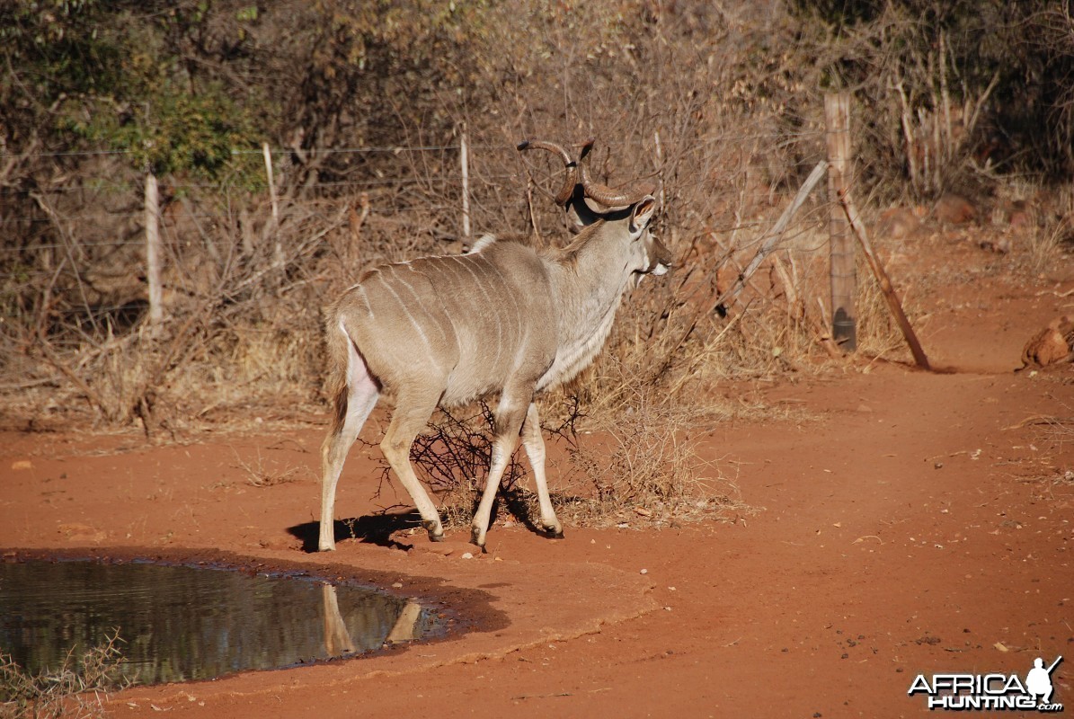 Greater Kudu in South Africa