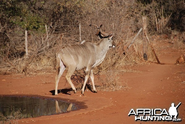 Greater Kudu in South Africa