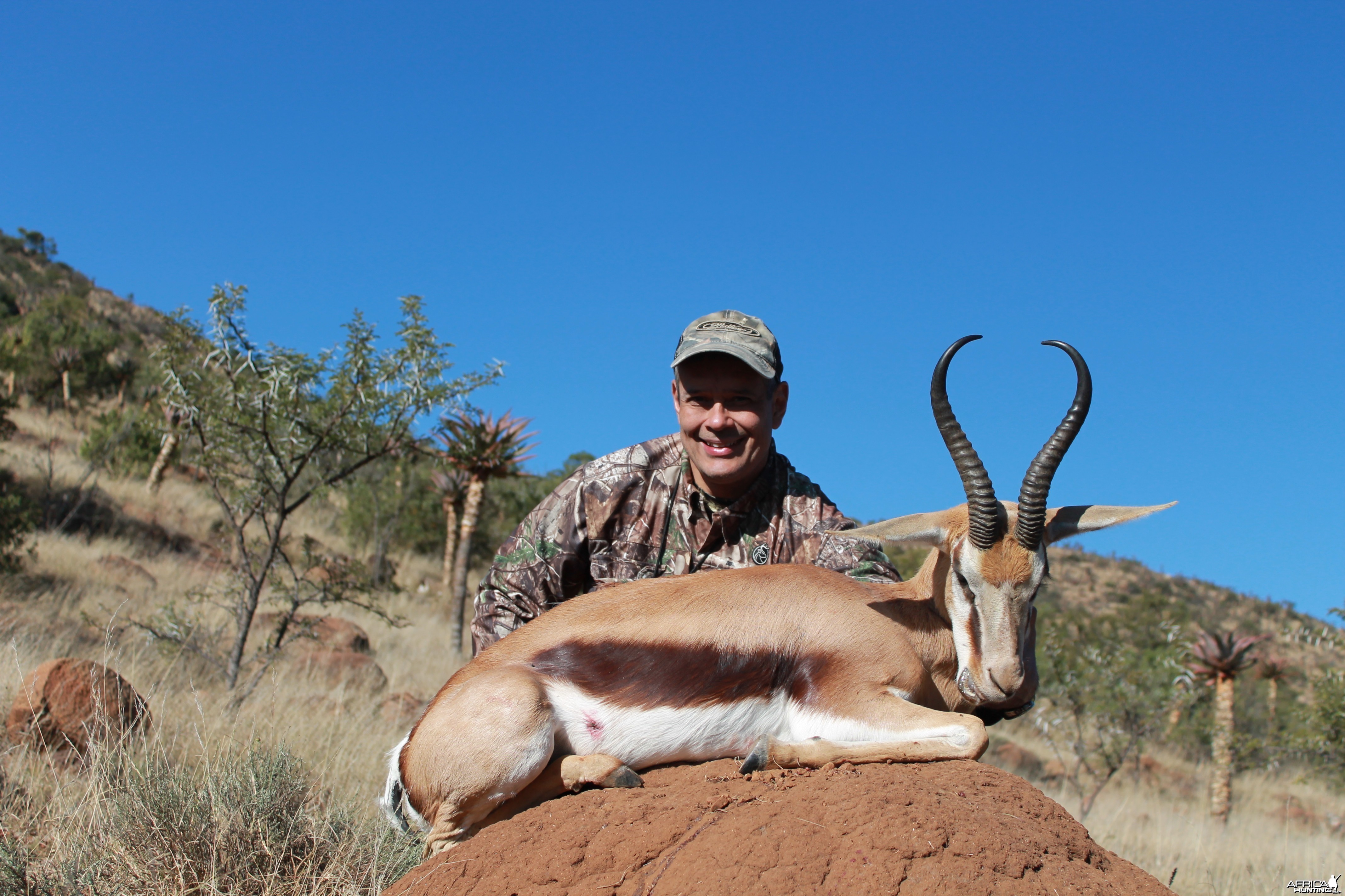 Springbok