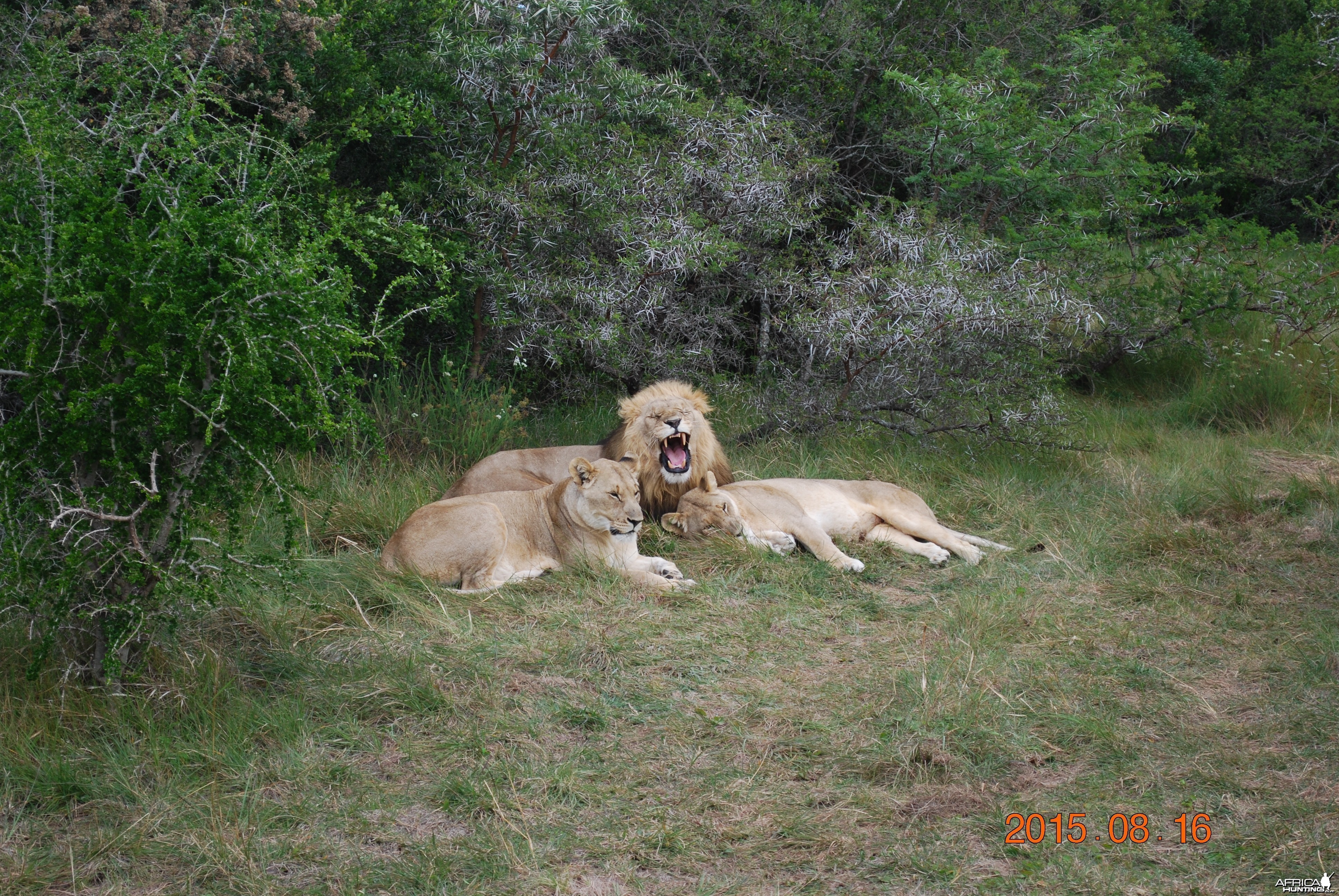 Lion