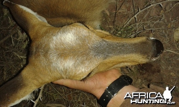 bushbuck