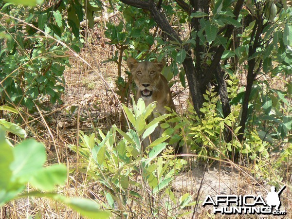 Lioness in Central Africa