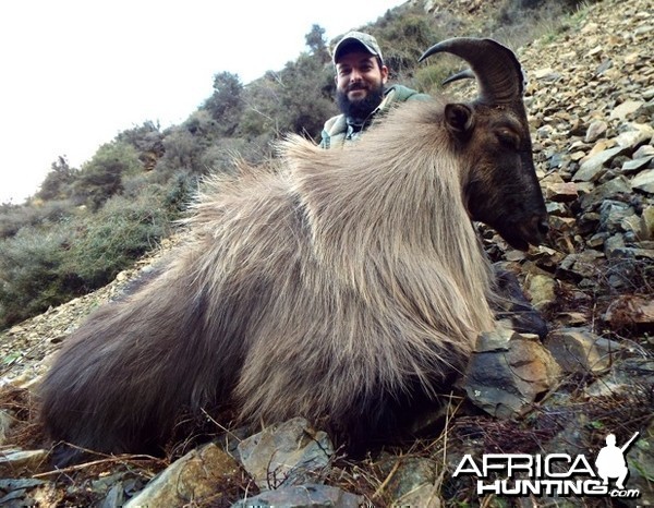 My son's tahr