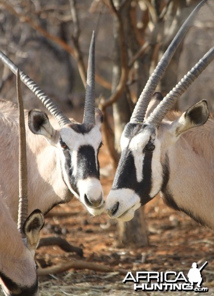 Gemsbok Limcroma Safaris