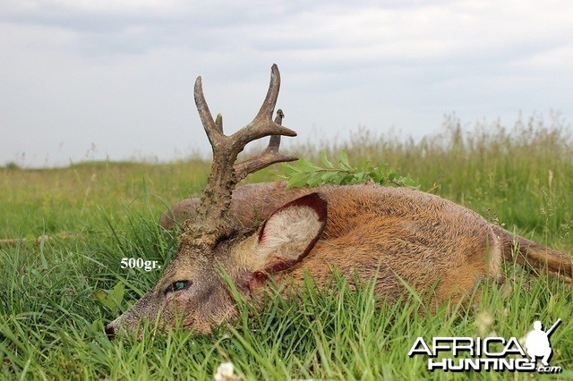 500gr. Roe Deer