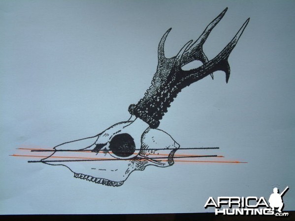 CIC Roe Deer Measuring Guide