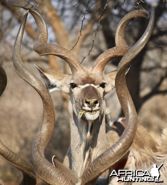 Kudu group Limcroma Safaris 2015