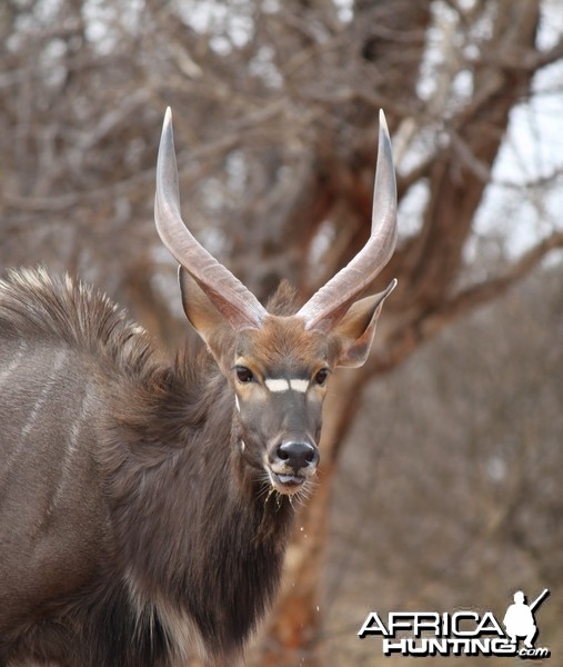 Young Nyala bull Limcroma Safaris 2015