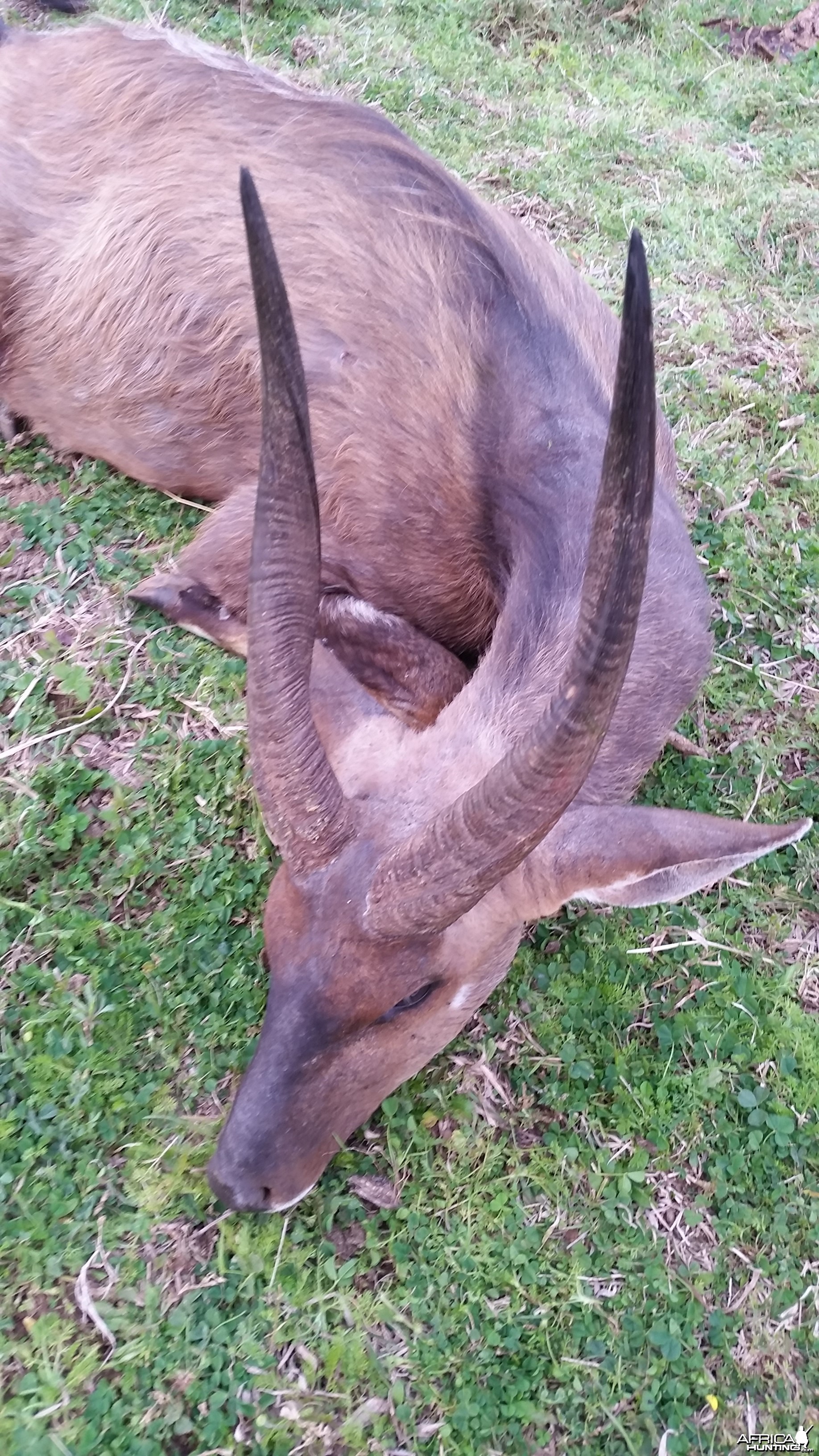 Big Cape Bushbuck
