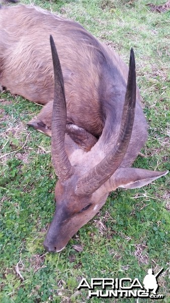 Big Cape Bushbuck