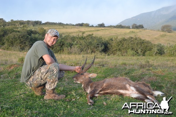 Big Cape Bushbuck