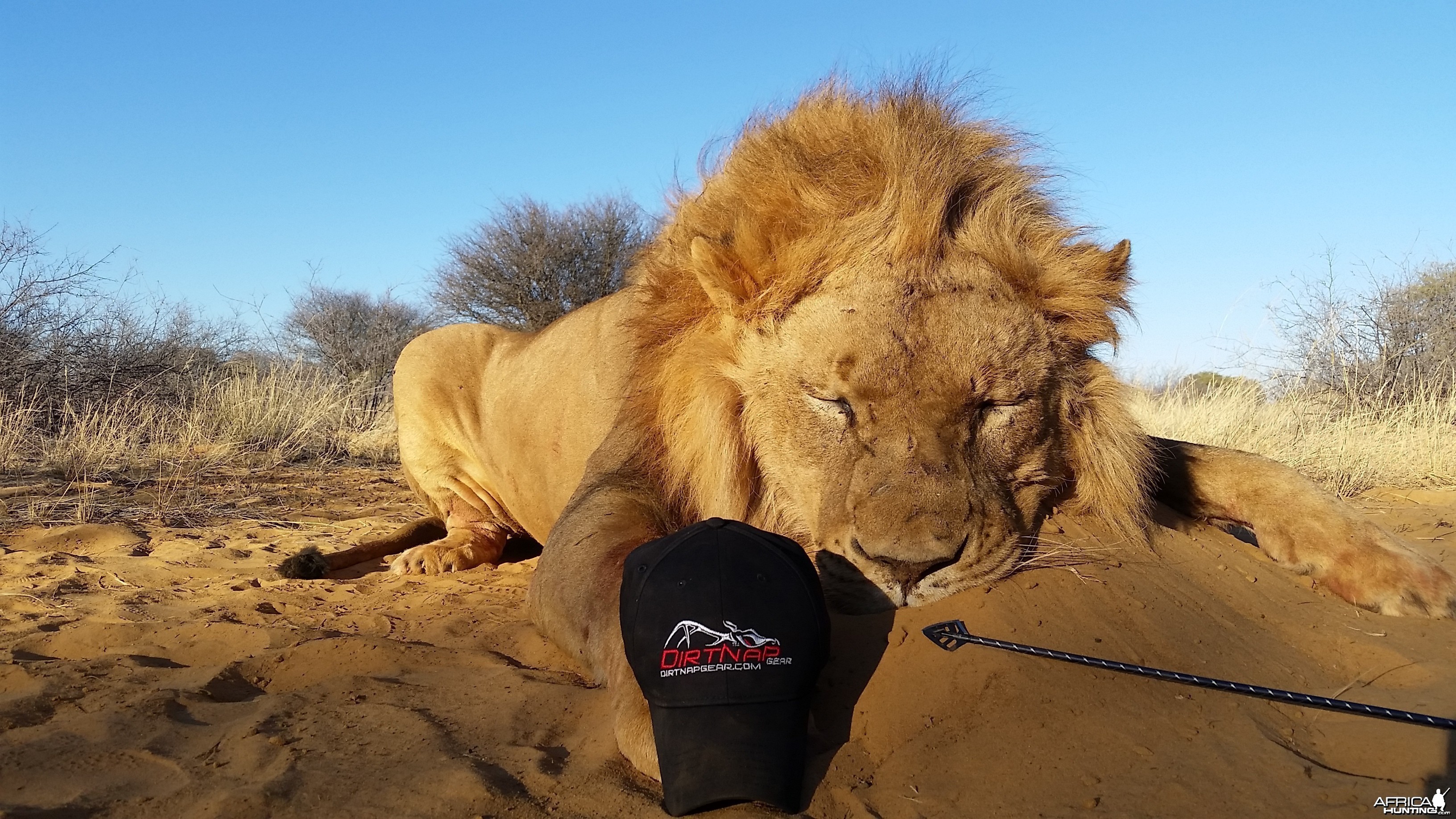 Bowhunted Lion
