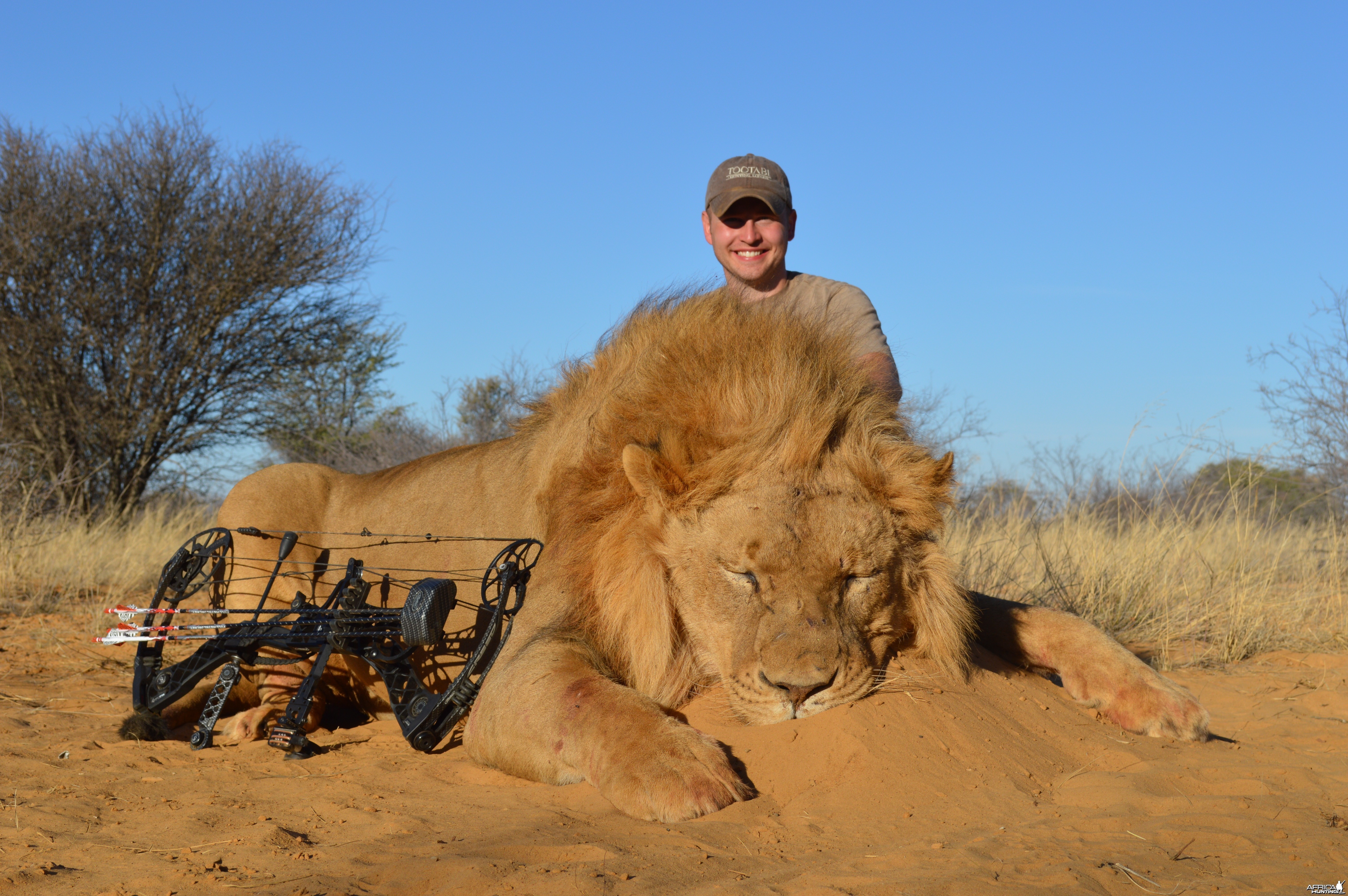 Bowhunted Lion