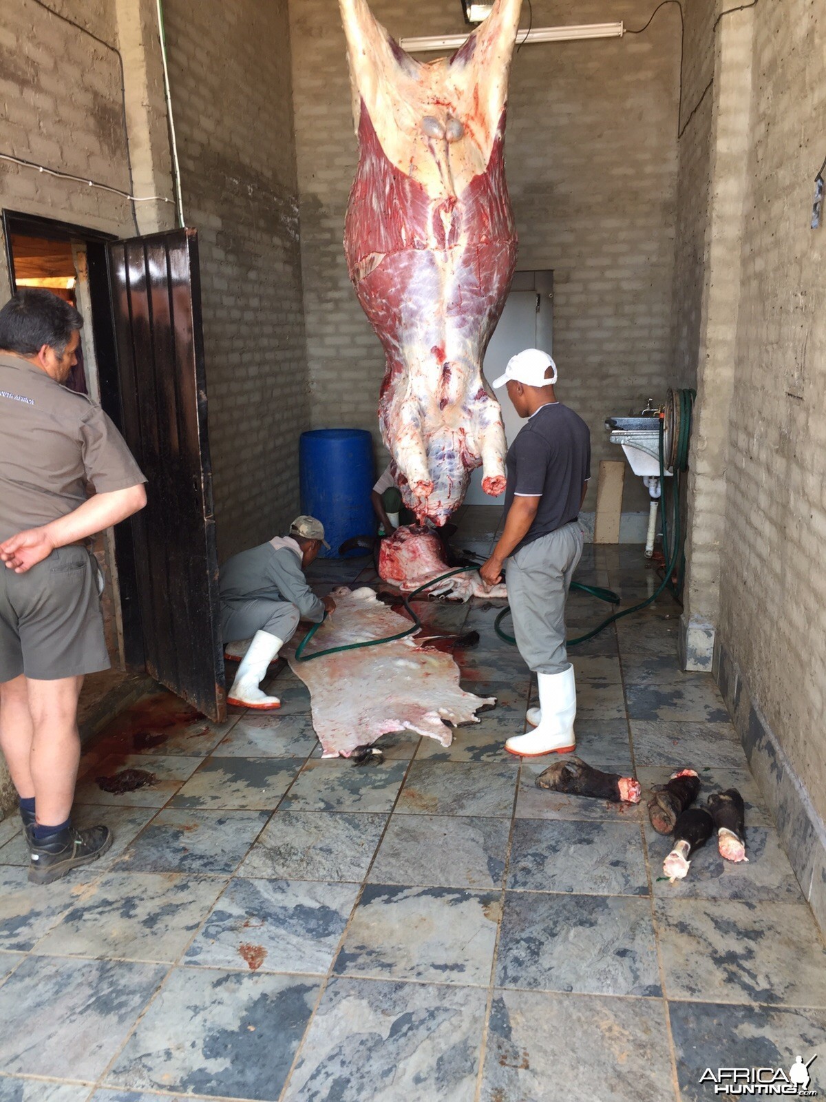 Buffalo