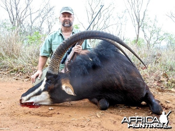 Sable with Spear Safaris