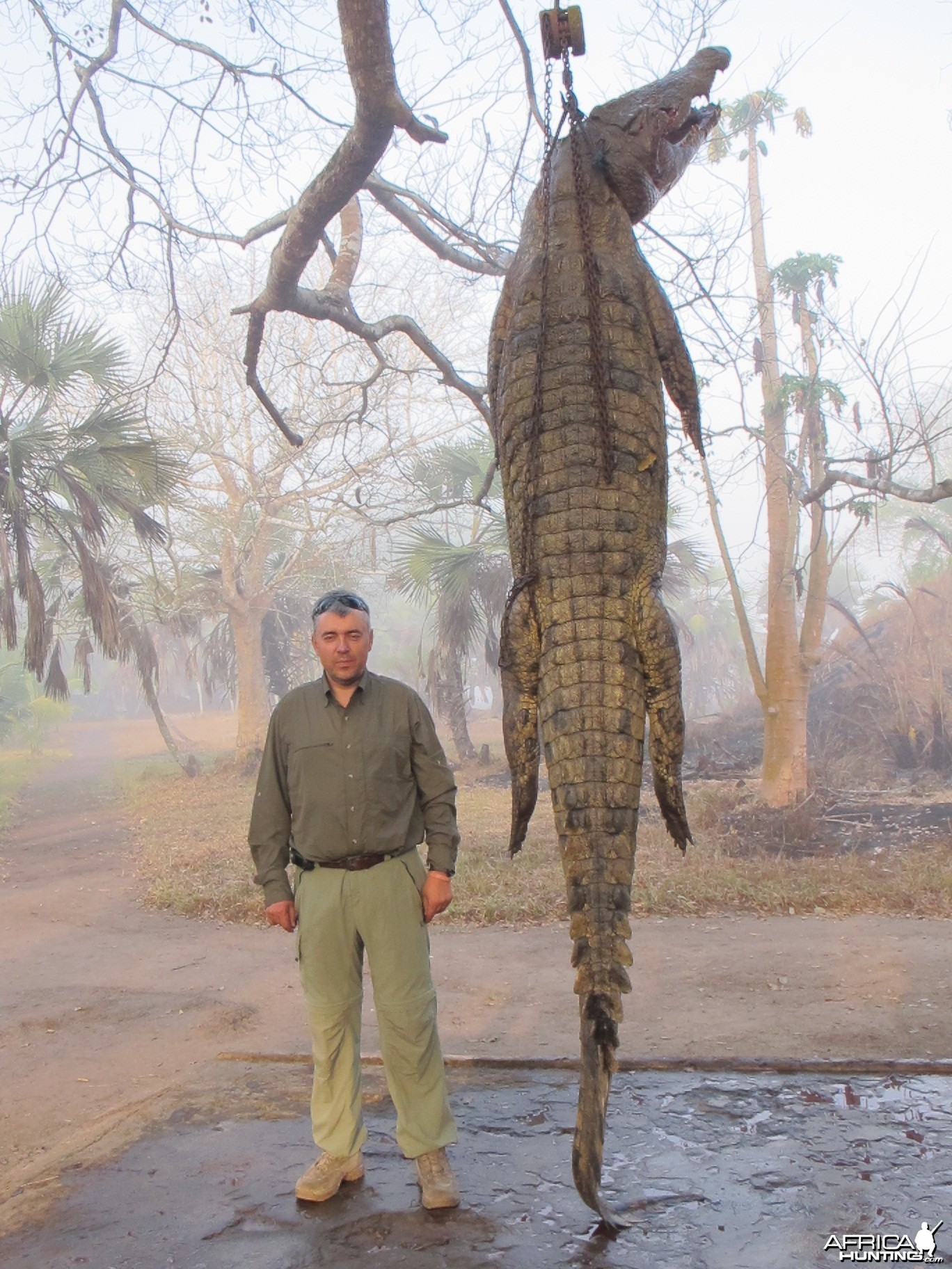 Crocodile