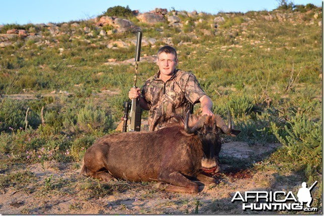 Black Wildebeest