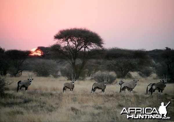 Gemsbok