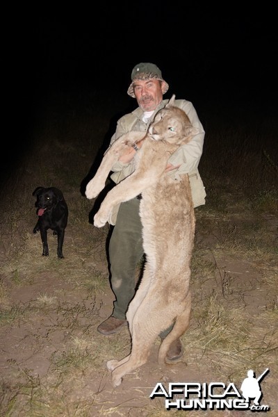 Puma hunted in Argentina