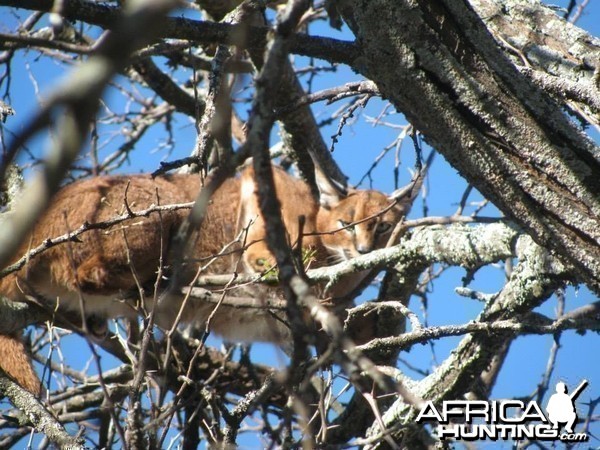 Caracal Treed by hounds.