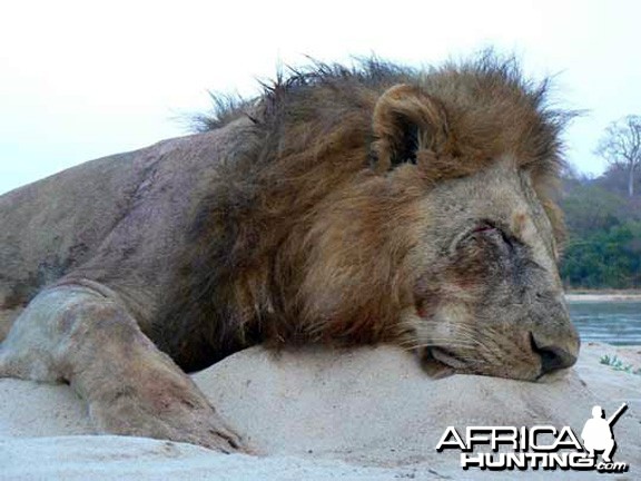 Big mane lion from Tanzania