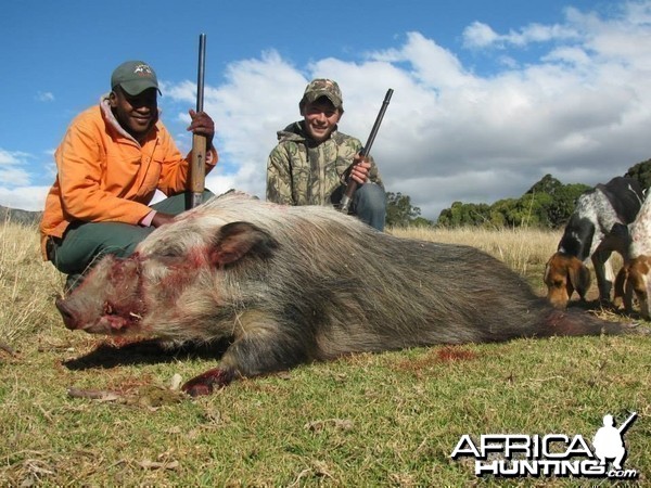 Bushpig Boar with Hounds