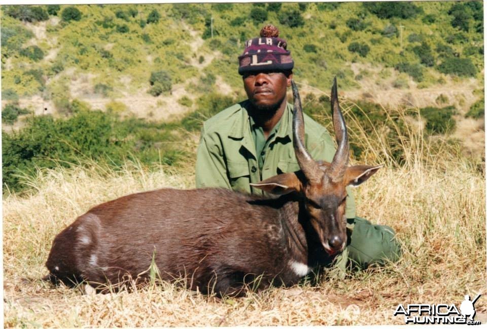 Southern Bushbuck