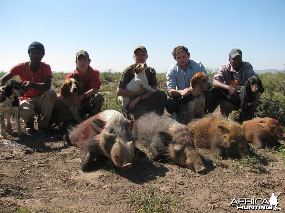 Bushpig with Hounds