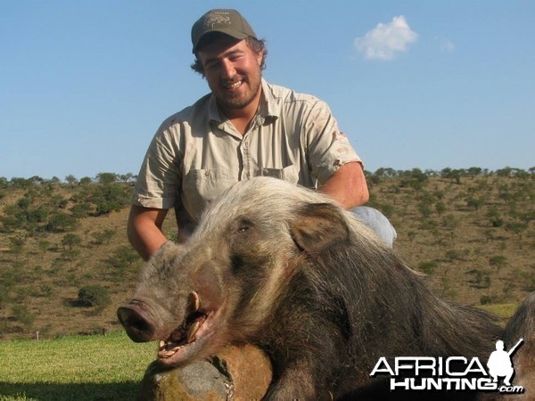 Bushpig Boar with Hounds.