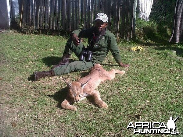 Caracal - Hounds Mankazana Valley