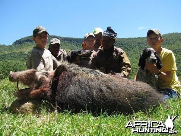 Bushpig Boar - Hounds Mankazana Valley