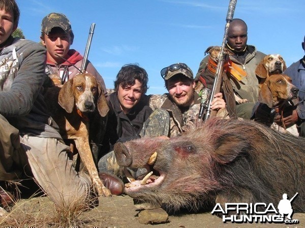 Bushpig hunting with hounds - Mankazana Valley