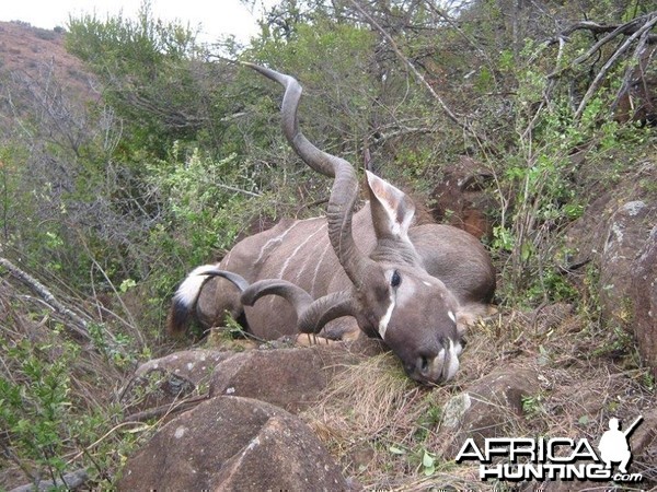 Kudu free range