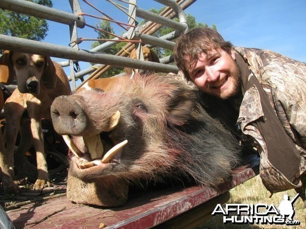 Bushpig Boar with Hounds