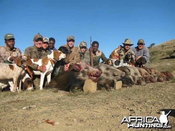 Bushpig hunting with hounds - Mankazana Valley