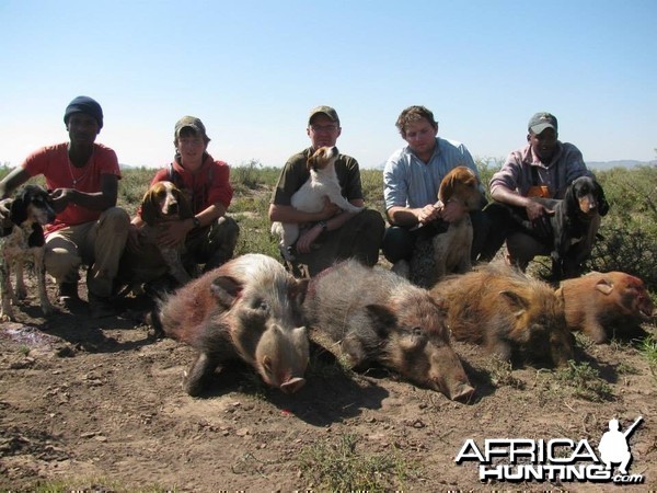 Bushpig hunting with hounds - Mankazana Valley