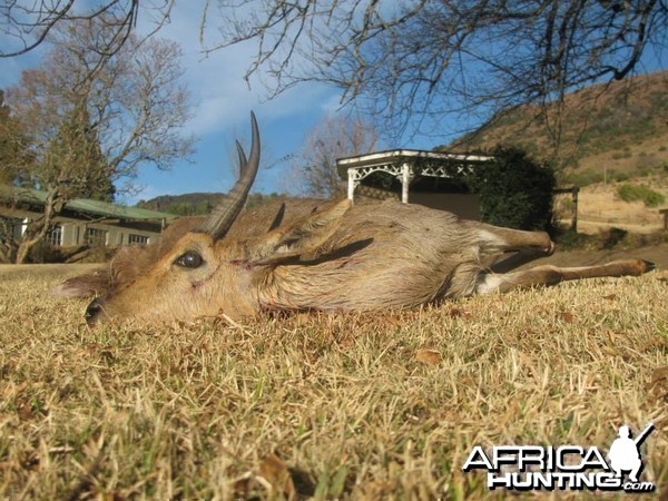 Mountain Reedbuck Hunting Mankazana Valley