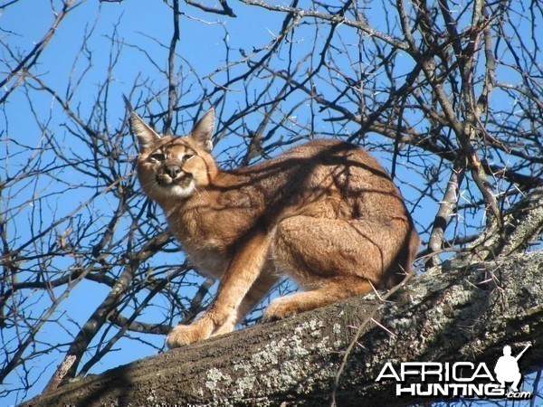 Caracal Treed by hounds.