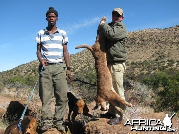 Caracal Treed by hounds.