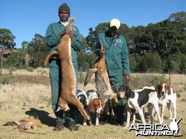 Caracal Treed by hounds.