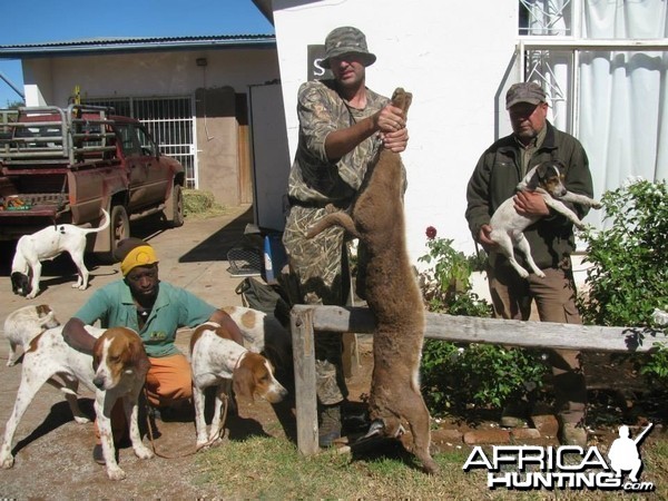 Caracal Treed by hounds.